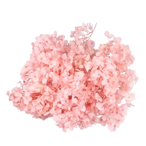 TOYANDONA Foglie di Ortensia Secche Naturali Colore Rosa Pesca Fiori Conservati Eterni per Decorazioni DIY Articoli per Bomboniere Compleanni e Matrimoni