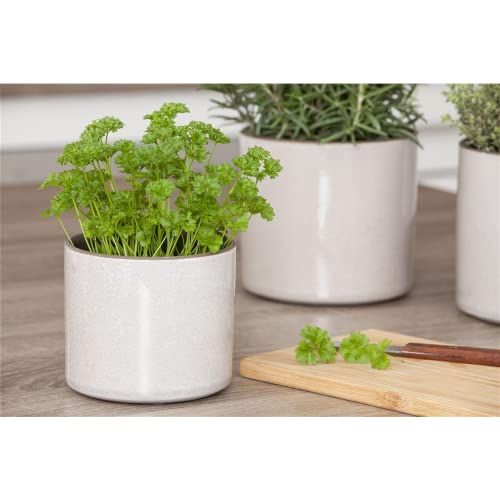 Petersilie Mooskrause 2 ein- bis zweijährig – Bild 4