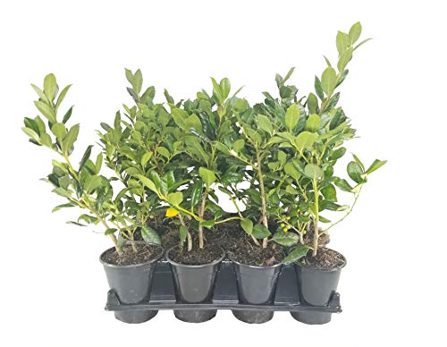 Ilex Nellie R. Stevens Holly - 12 Live Quart Size Trees - Evergreen Privacy Shrub - Red Berries #TOP1