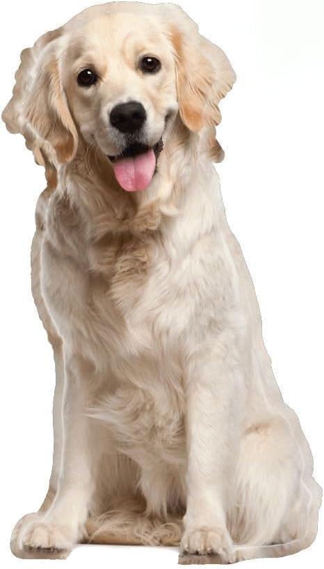 LEMONSODA Engraving Cardboard Cutouts (Sitting Golden Retriever)