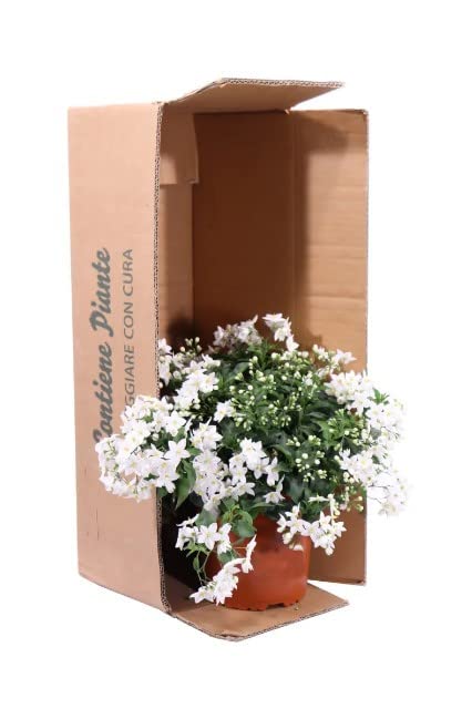 Jazmín de Estrella Natural Arbusto de Interior Ideal para Adornar el Jardín