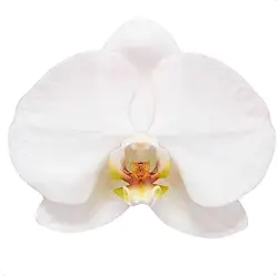 Orquídea Phalaenopsis Alba Planta Natural Adulta Exotica Rara Viva Flores Decoração Casa Vaso 12 Linda Rara Exotica