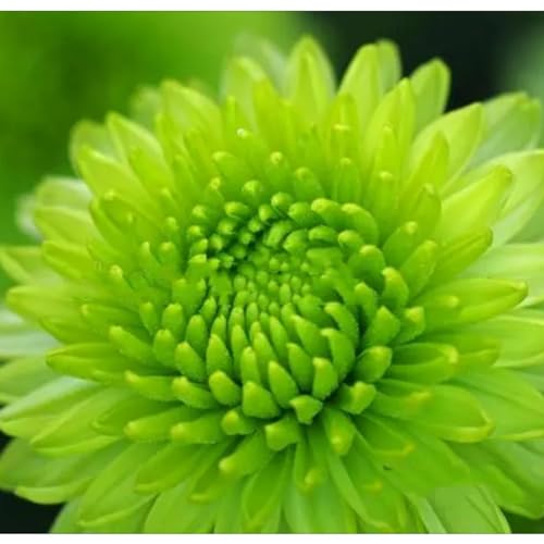 Dalia bulbi,a fioritura primaverile,bulbi da fiore resistenti,splendide piante ornamentali per giardini e vasi,zinnia pianta,(senza semi, non artificiali e resistenti)-2bulbi-B