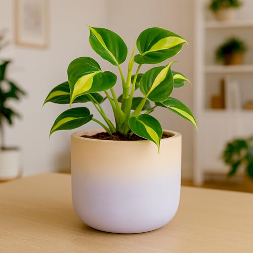 Image of Urban Plant Terracotta Pot - Trendy Planter for Modern Home & Garden Spaces (Gala Gradient Terracotta Pot - Pink)