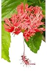 Japanese Lantern - Heirloom Tropical Hibiscus Schizopetalus - Live Plant - Single Red Fringed Flower - Emerald Goddess Gardens - Starter Sz 4 Inch Pot
