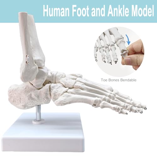 Image of Life-Size Human Foot and Ankle Joint Anatomy Model - Includes Tibia, Fibula, Right Side, Stand, Fully Articulated for Medical and Educational Use