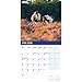 Carousel Worldwide, British Horses & Ponies 2026 Square Wall Calendar