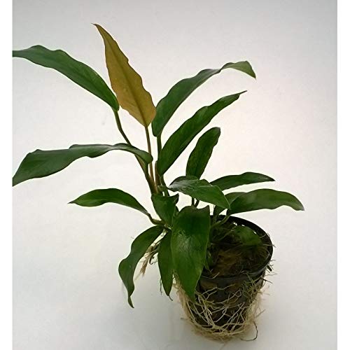 Anubias Minima - Plantas Naturales para acuarios