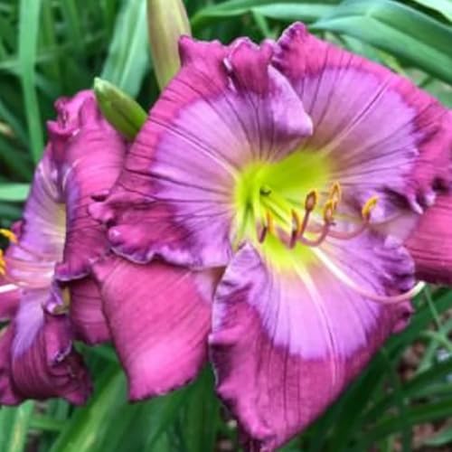 Semi di daylily, Hemerocallis fulva, campo perenni resistenti agli emerocallidi, varietà antiche per il giardino 250pcs