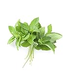 Organic Mint, Locally Grown, 2 Bunches