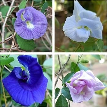 Image of Aparajita Flower Seeds - Multipetal Butterfly Pea All Colour Mix | Double Petal Garden Plant Seeds (Pack of 30 Pcs)