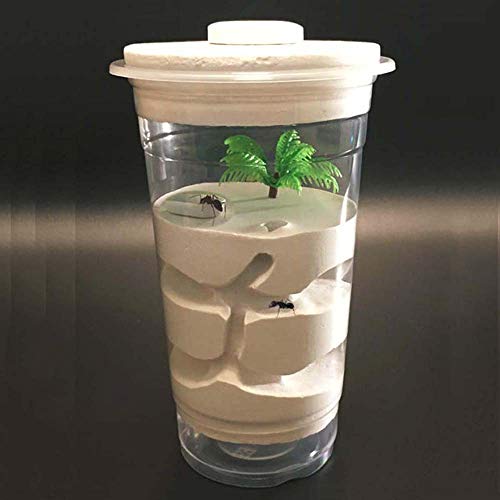 ZDSKSH Fourmilière, Ferme de Fourmis avec cocotier, nid de Fourmis en Gypse, Atelier de Fourmi, kit pédagogique sur Les Sciences de la Nature (Fourmis vivantes Non comprises) Cover