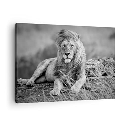 Impression sur toile - Image sur Toile - Un élément - lion animal nature - 70x50cm - Decoration murale - Tableaux Décoration - Encadrée - Tableau Mural - Tableaux pour la mur - Moderne - AA70x50-3931