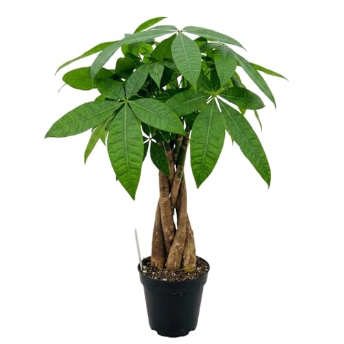 Image of Money Tree Live Plant, Pachira Aquatica, 4 Inch Pot, Braided Indoor Houseplant, Easy Care