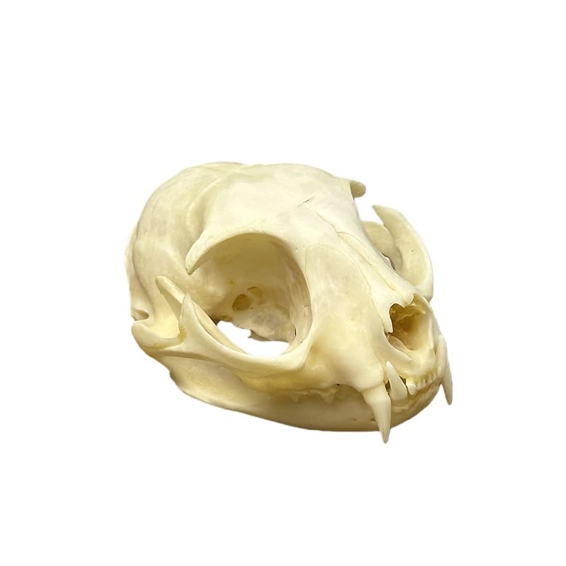 Taxidermy Real Animals Cat Skulls, Real Bones Specimen, Taxidermy Supplies for Science Education, Special Gift (1Psc Cat Skull)
