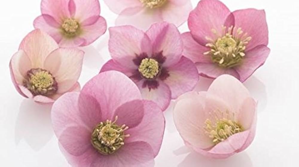 クリスマスローズページ クリスマスローズ,童仙房ナーセリー＆ガーデンのクリスマス