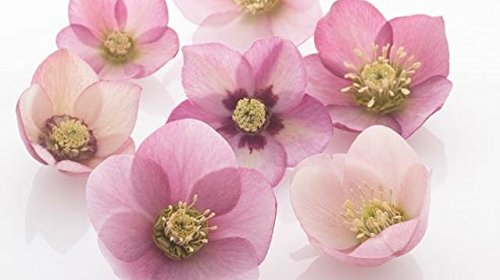 Amazon | クリスマスローズ 一重咲きピンク系シングル 9cmポット