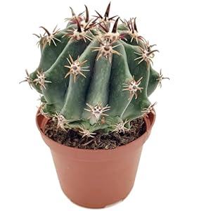 Fangblatt Ferocactus horridus brevispinus Kugelkaktus