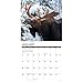 Willow Creek Press, Just Moose 2026 Wall Calendar, 12'' X 12'', 18-Month Calendar with Stapled Binding