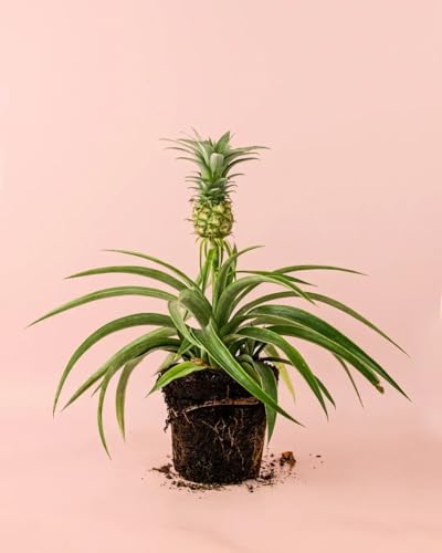 Ananas Planta de la Piña | Comprar Online | Pur Plant