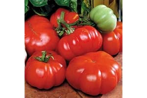 Park Seed Costoluto Genovese Tomato Seeds: A Gardener's Delight for Flavorful, Plump Tomatoes