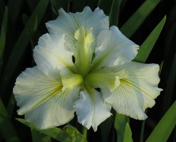 Lincsplants - Iris Louisiana 'Arabian Bayou'-1 / 9cm Bareroot