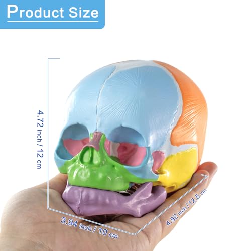 HADWYN 2026 New Life Size Human Infant Skull Model,Anatomy Fetus Brain Head,Baby Skull Model for Medical Teaching Learning, Learning Education Display Tool, Hand Painted