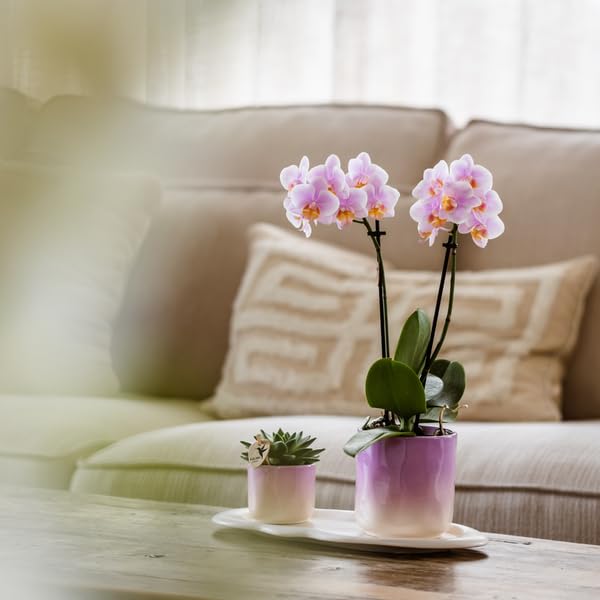 Orquídea rosa Phalaenopsis Andorra y suculenta en maceta de cerámica con bandeja, juego de plantas Valentine "Gradience Pink" – Set de regalo para San Valentín, amor y decoración