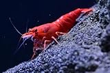 ShrimpRack™ 20 Fire Red Shrimps Neocaridina Live Freshwater Shrimps for Aquarium. Fully Mature Breeding Age. Live Arrival Guarantee