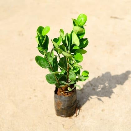Bedroom Plants Ficus Moclaim (Round Leaf) in 6 Inch Nursery Bag-image-49