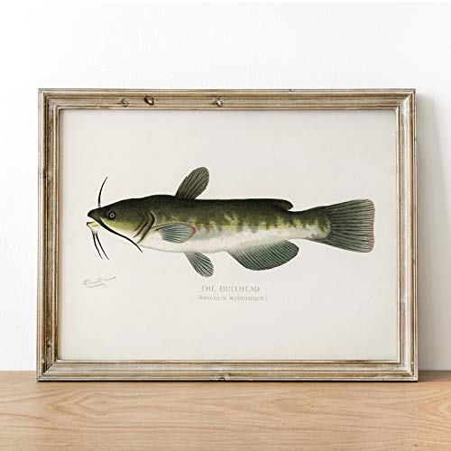 Bullhead Fish Print, Vintage Fishing Poster Wall Art Decor, Catfish Gift For Dad, Man, Fisherman Fishing Gift For Dad Fish Drawing | C3 8.5X11 #TOP2