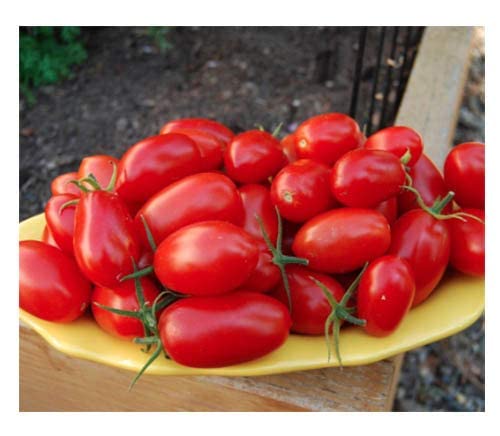 Juliet Tomato Seeds - Rare Hybrid of Plum and Roma Tomatoes - Delicious Sweet Snack! - Marde Ross & Company®