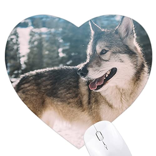 ΊA̐̎ʐ^ n[g^}EXpbhSpbh