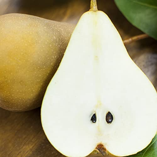 A Gift Inside Classic Deluxe Fruit Basket