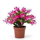 schlumbergera con vivaci fiori fucsia in vaso 14 cm - cactus di natale fiorito | pianta ornamentale da interno | pianta grassa succulenta | elegante e regalo pregiato