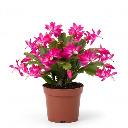 Schlumbergera con Vivaci Fiori Fucsia in Vaso 14 cm - Cactus di Natale Fiorito | Pianta Ornamentale da Interno | Pianta Grassa Succulenta | Elegante e Regalo Pregiato