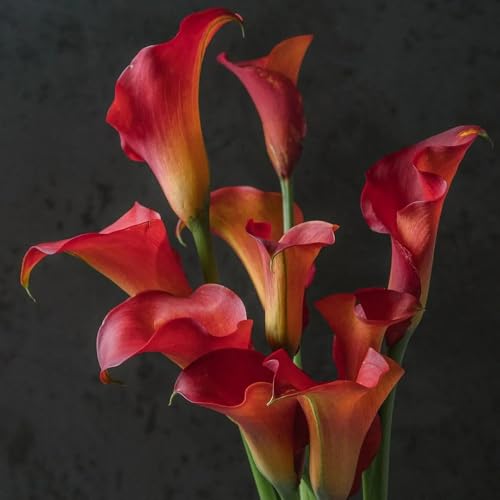 Bulbi di calla, bulbi di primaverili Zantedeschia aethiopica, per balcone rare decorativi da giardino per balcone 6pcs