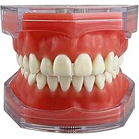Amazon.co.jp: 【MoFein】歯列模型 歯科モデル 歯取り外し可能