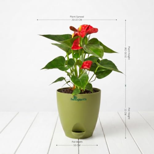 Image of Anthurium Flamingo Flower Red Anthurium Live Indoor Plant Exotic Statement Blooms for Home Decor in a 4-Inch Self-Watering Matte Green Pot