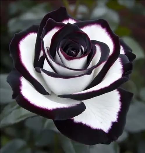 Brillante Bulbi di Rosa - Perenne, Colori vivaci, Bassa Manutenzione, Decorazione d'Interni-5 Bulbi-G