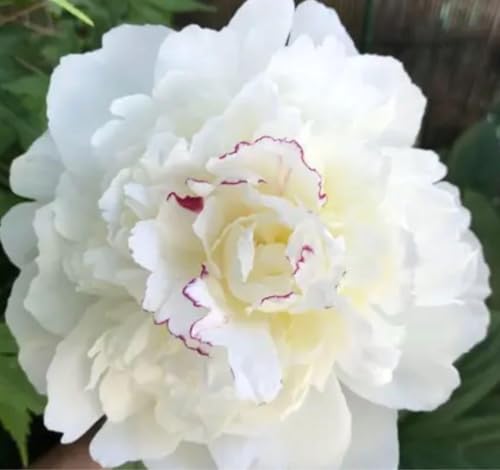 芍薬 ラテンドール 芽出し苗 花苗 芽出し球根のサムネイル