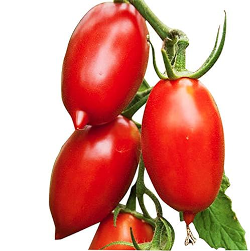 Amish Paste Tomato Seeds - Ultimate Paste Tomato for Sauces - Non GMO
