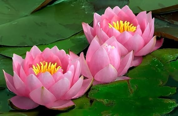 Aquatic Water Lily Bulb | Live Pond Plant Root | Decorative Flower for Mini Pond & Water Tub - pack of 1-image-18