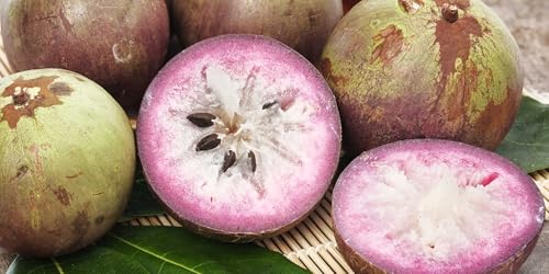 New Fresh 30pcs Star Apple Fruit Seeds Generic