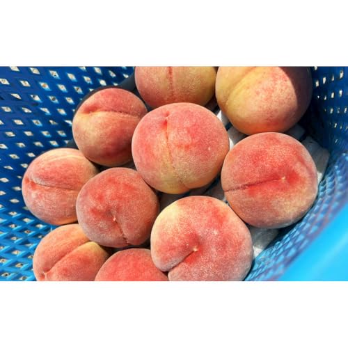 [※2027年発送分 先行予約]朝採り 川中島白桃約3kg(8〜10玉前後) | 桃 フルーツ 果実 ギフト プレゼント 長野県 長野市 信州 信濃 ふるさと納税