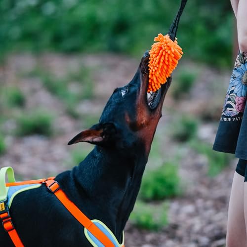 Dingo Hundespielzeug Mop 19 x 7 cm mit Bungee Griff 41 cm Agility Apporte Motivation Spiel mit Hund Training Orange 15673
