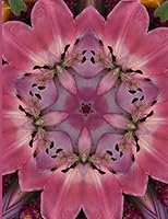 Fractal Photo Art Notebook: Pink Lily 12: A fractal image notebook made from a photo of a fresh cut pink lily flower, and filled with college ruled paper. 1731204892 Book Cover
