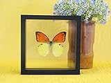 Double verre 17 x 17 x 4 cm asiahouse24 Un véritable papillon exotique préparé Emperor Orange Tip Male dans un cadre photo