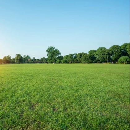 Image of American Imported Bermuda Lawn Grass Seeds for Home and Gardening (Pack of 7000 Seeds) A 55