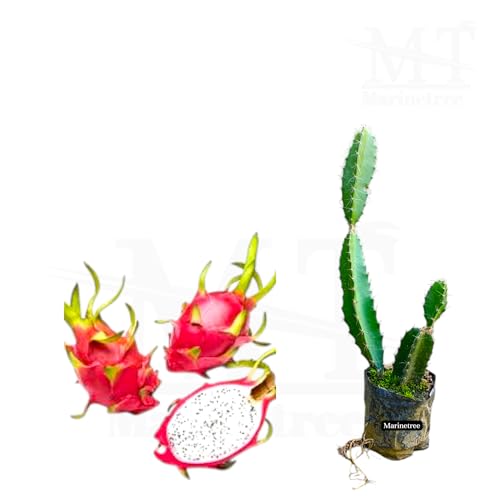 Image of Live Dragon Fruit Cactus Plant, Potted Succulent, Indoor /Outdoor